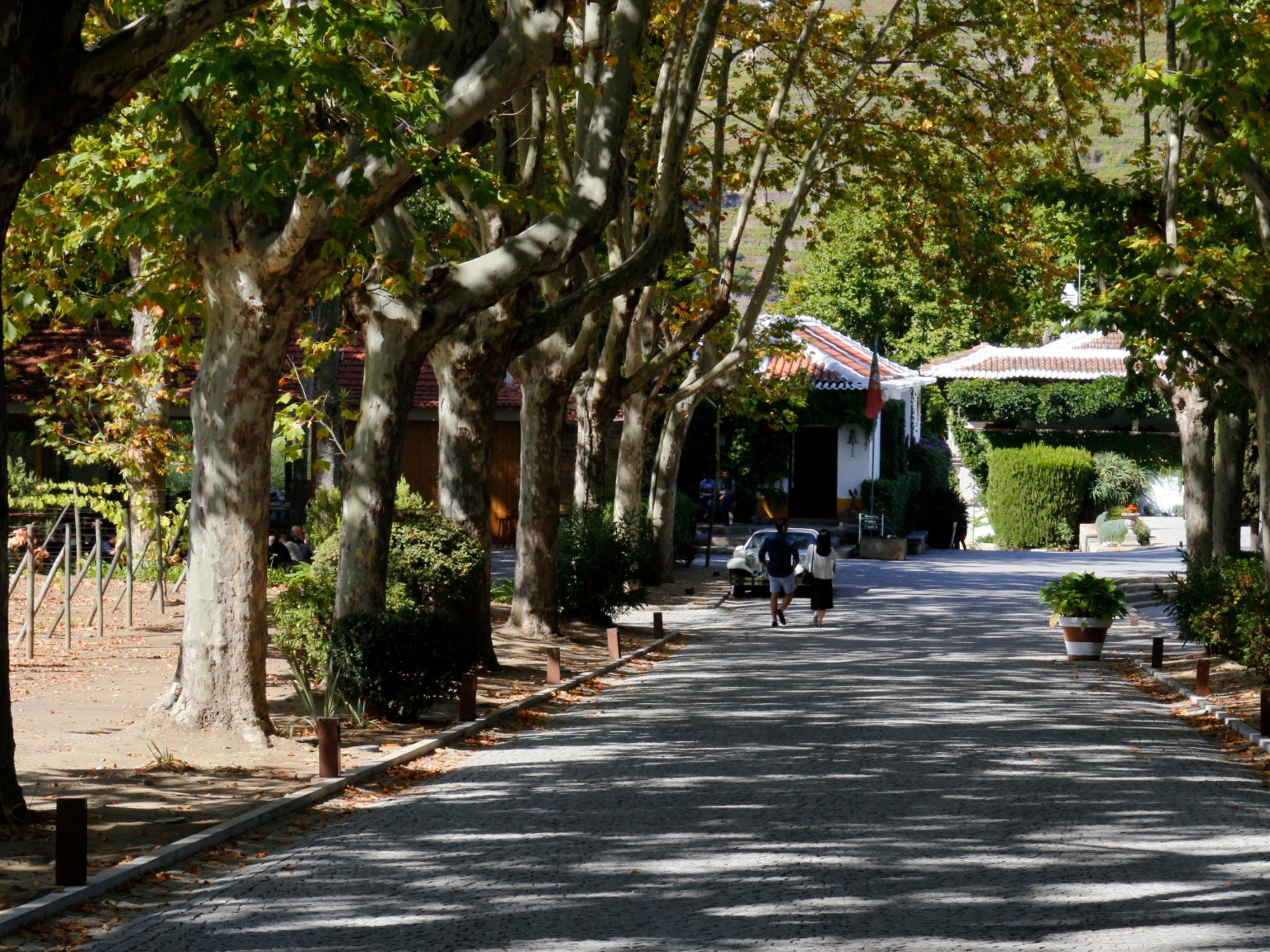 The Wine House Hotel - Quinta Da Pacheca Lamego Zewnętrze zdjęcie